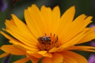 Ein Garten wie gemalt - Gelb mit echter Biene